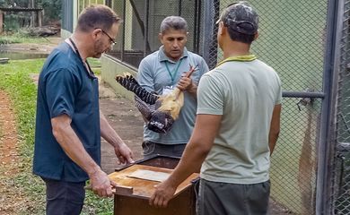 Aves nascidas em criadouro brasileiro repovoarão Mata Atlântica argentina