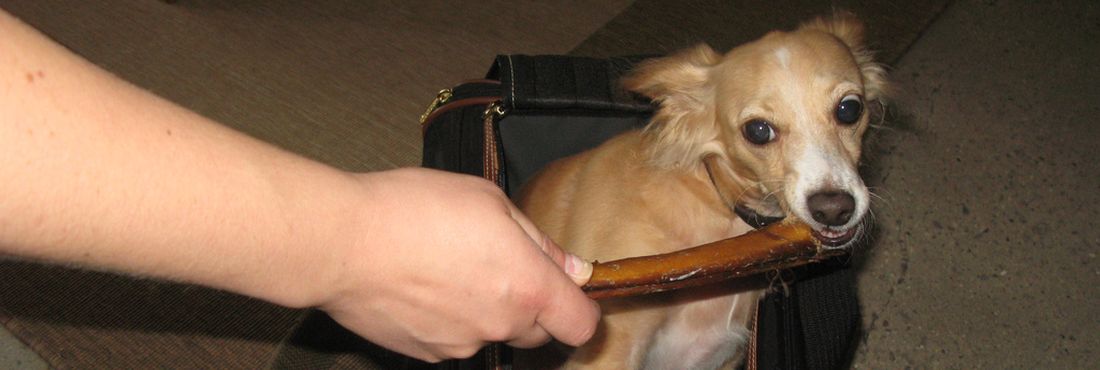 Cachorro dentro da mala Cães e gatos poderão tirar passaporte