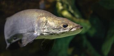 Estudo mostra que o  peixe pirarucu do Amazonas, ameaçado de extinção, tem chance de reprodução artificial