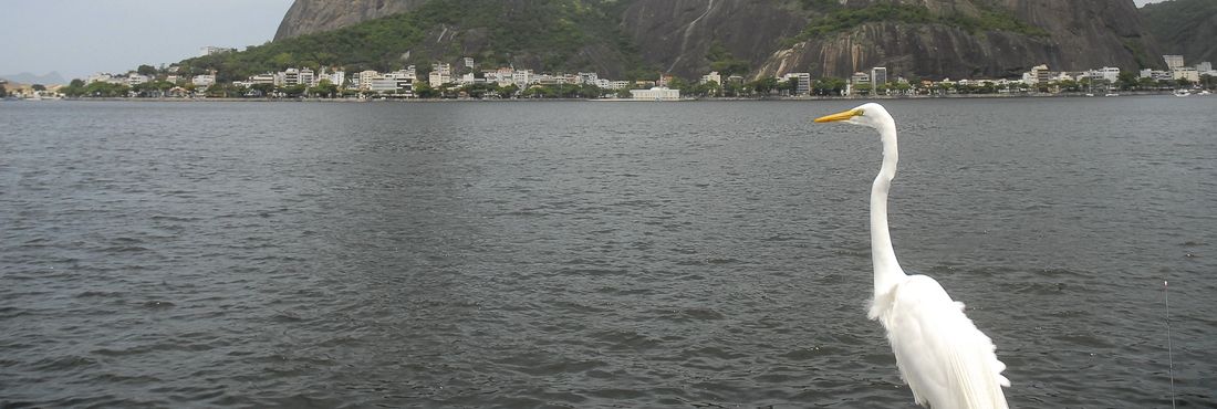 Em meio a críticas sobre a qualidade da água, Baía de Guanabara sediará o primeiro evento-teste para as Olimpíadas de 2016