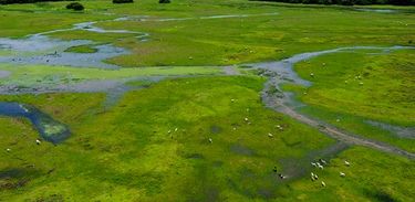 Com o guia de Melhores Práticas pecuárias da planície pantaneira, a Embrapa tem como objetivo e a WWF-Brasil, ensina a integrar o pecuarista à convivência descomplicada com o bioma, dentro da rica biodiversidade pantaneira