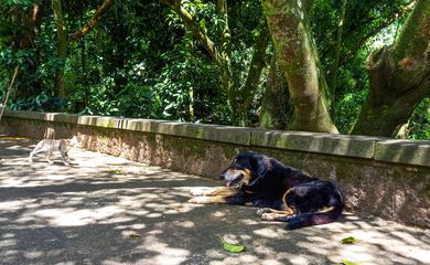 Rio de Janeiro (RJ), 19/03/2023 - Cão e gato soltos no entorno do Parque Nacional da Tijuca. Foto:Vitor Abdala/Agência Brasil