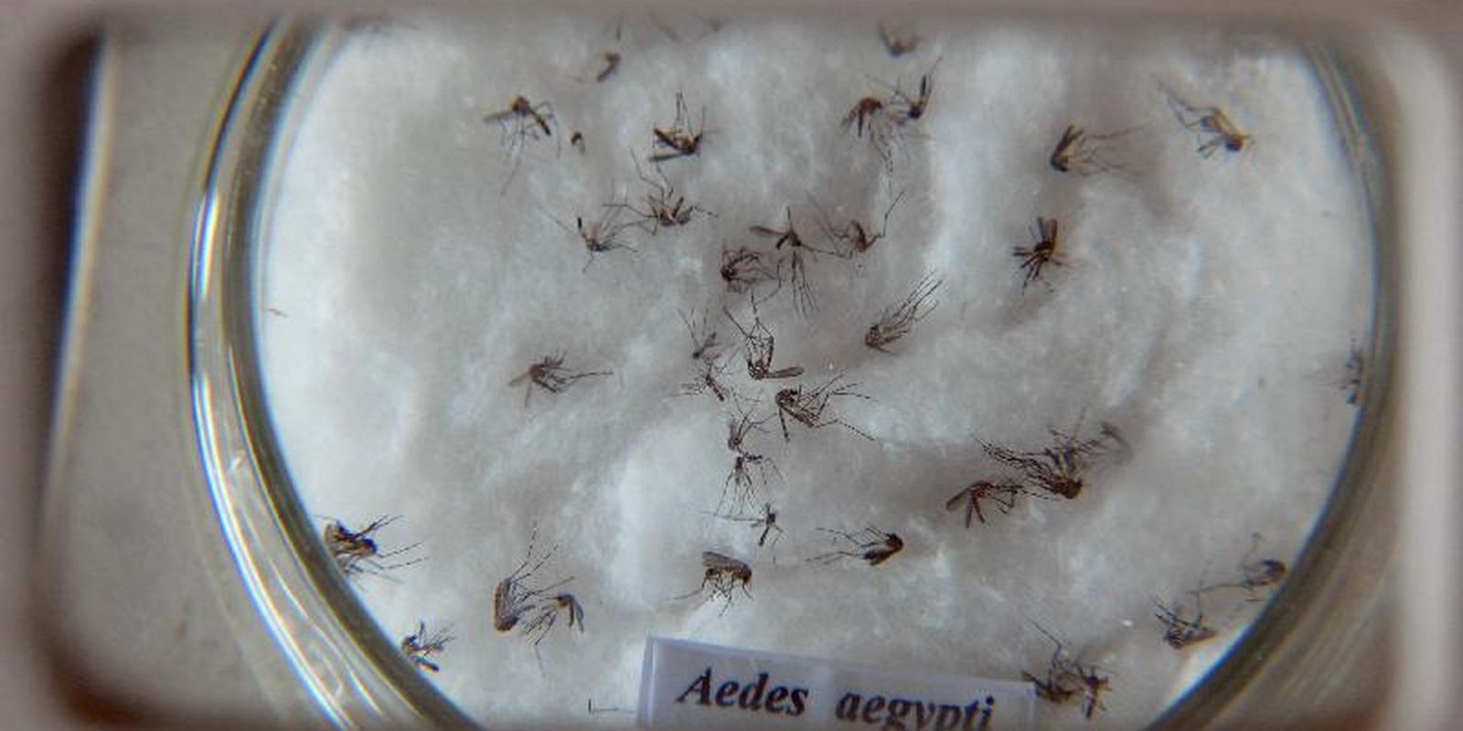 Pesquisa detecta vírus zika e chikungunya em ovos de mosquitos Aedes