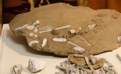 Rio de Janeiro - As réplicas dos fósseis e ovos de pterossauros descobertos por pesquisadores brasileiros e chineses ficarão expostas no Museu Nacional (Fernando Frazão/Agência Brasil)
