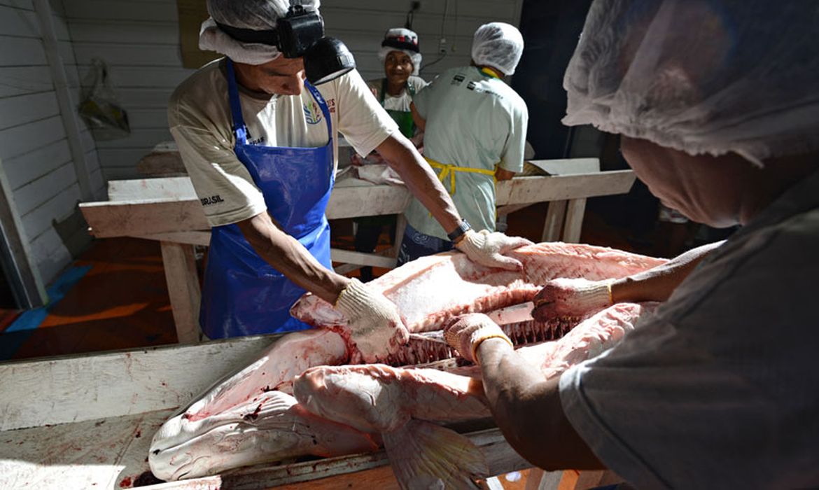 Manejo dos peixes pirarucu