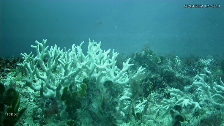 BRANQUEAMENTO DE CORAIS - PE - Banco de corais de cadeia submersa do Norte do Brasil mostram branqueamento. - Millepora Branca Sueste. Foto: UFPE