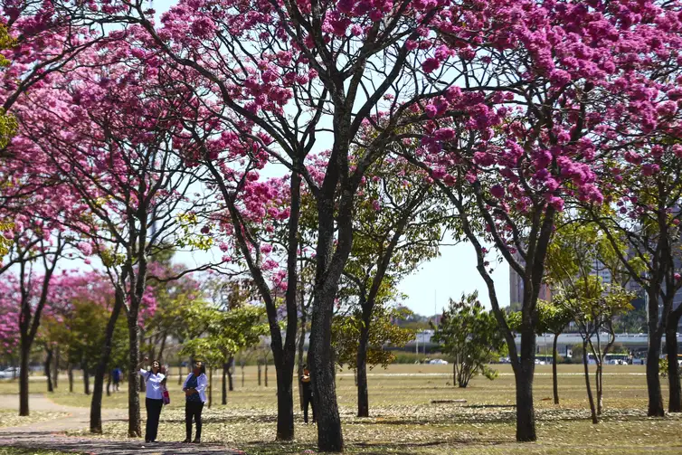 Florada dos ipês, em Brasília.