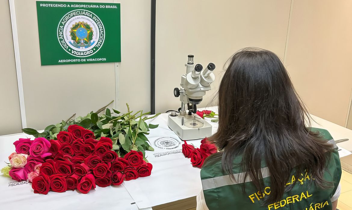 09/06/2023 - Campinas-SP - Vigiagro fiscaliza 50 toneladas de rosas para o Dia dos Namorados. Foto: Mapa/Gov.Br