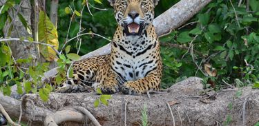 Onça pintada no Pantanal 