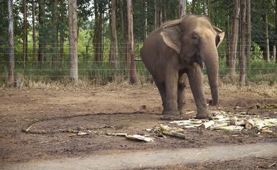 A primeira etapa do santuário terá um centro de cuidados veterinários e piquetes para abrigar os elefantes, que serão separados por espécie (asiáticos e africanos) e sexo (machos e fêmeas)
