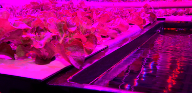 A iluminação rosa é ideal para plantas crescerem rápido 