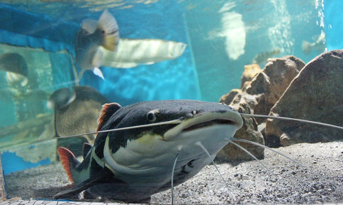 Crianças podem visitar Planeta Inseto e Museu da Pesca pela internet Crianças podem visitar Planeta Inseto e Museu da Pesca pela internet