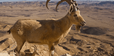 israel_selvagem_deserdo_do_negev_02_credito_divulgacao_blue_ant_media_1.png israel_selvagem_deserdo_do_negev_02_credito_divulgacao_blue_ant_media_1.png