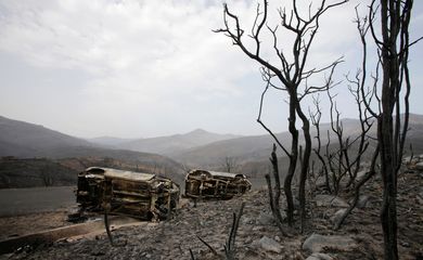 Árvores e veículos queimados por incêndio florestal em Bejaia, na Argélia. 25/07/2023. REUTERS/Ramzi Boudina