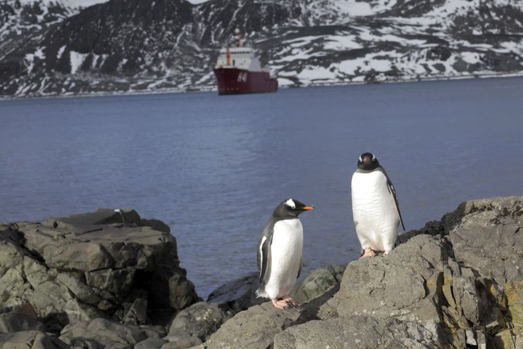 Estação Antártica Comandante Ferraz é uma base antártica pertencente ao Brasil localizada na ilha do Rei George, a 130 quilômetros da Península Antártica, na baía do Almirantado, na Antártida. Na foto, Pinguins.