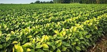 A soja é cultivada na China há mais de 4 mil anos