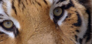'Os sentidos dos animais' investiga a visão em diferentes espécies