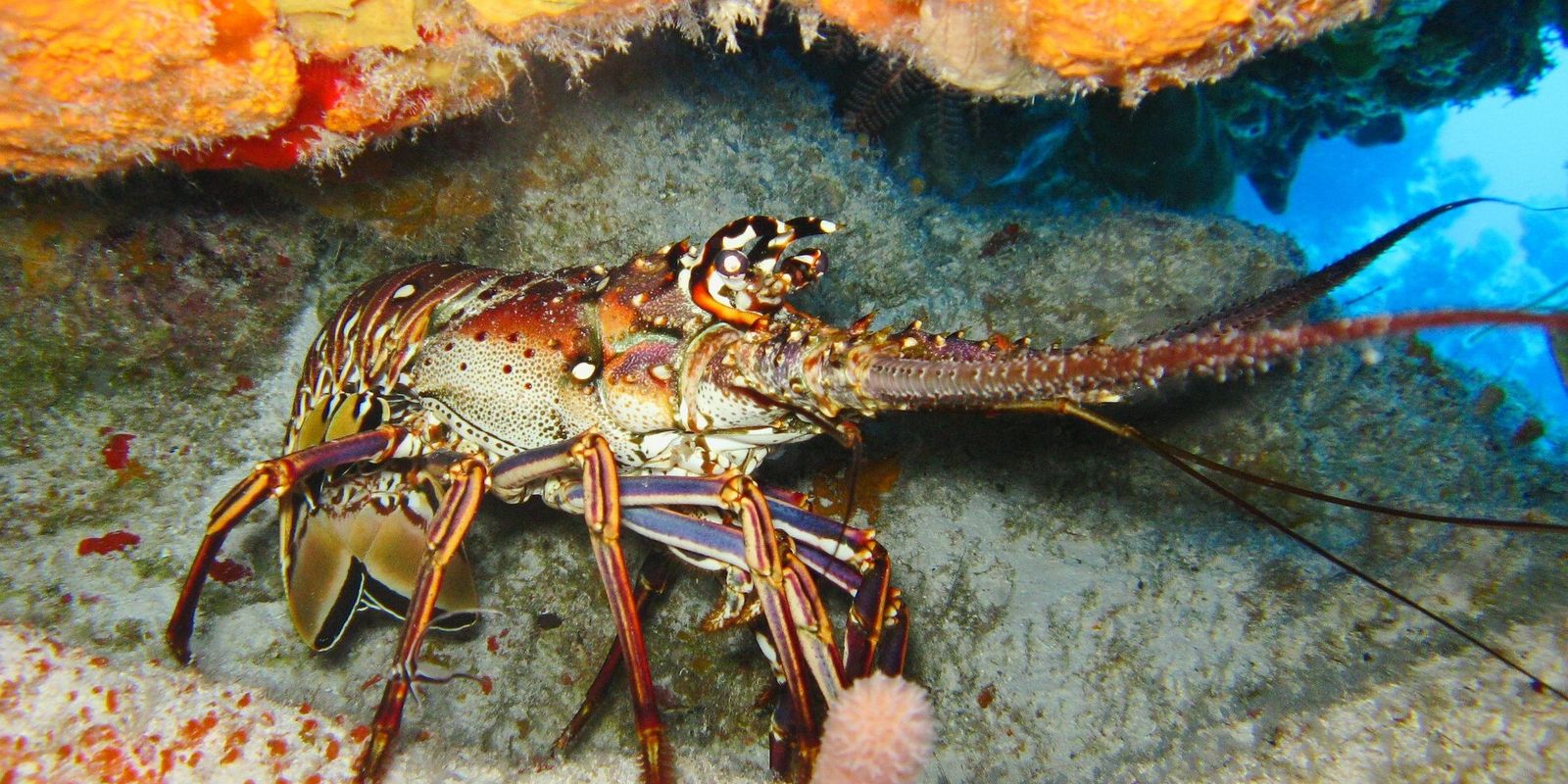 Governo define limite máximo de pesca da lagosta na costa brasileira