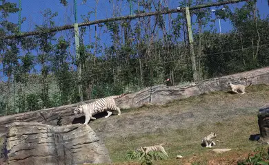 São Paulo (SP), 18/07/2025 - Filhotes da tigresa branca Indira no zoológico Animália Park, em Cotia. Foto: Rovena Rosa/Agência Brasil