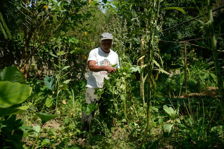 Rio de Janeiro (RJ), 19/12/2023 - O agricultor Máximo Nunes de Oliveira durante colheita dos insumos no Quilombo Dona Bilina para o Programa de Aquisição de Alimentos (PAA). Foto: Tomaz Silva/Agência Brasil