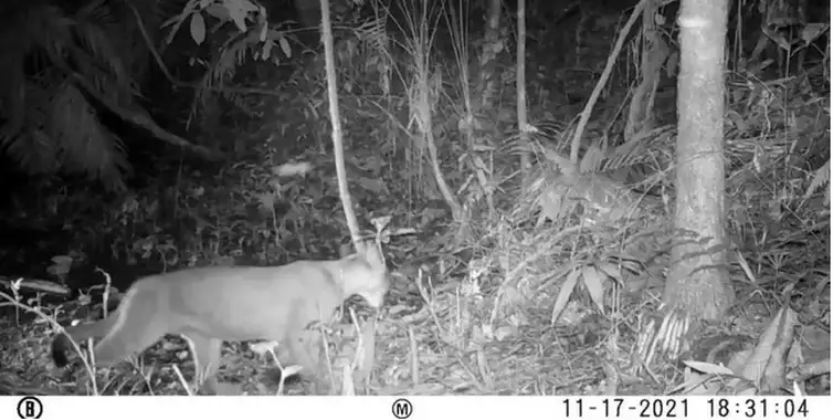 Puma is seen in an area where it was considered extinct in Rio