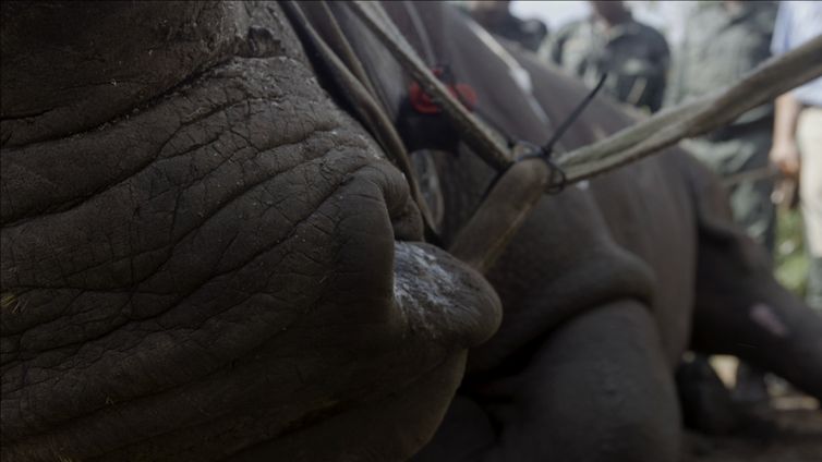 Vida Selvagem mostra resgate do último rinoceronte branco