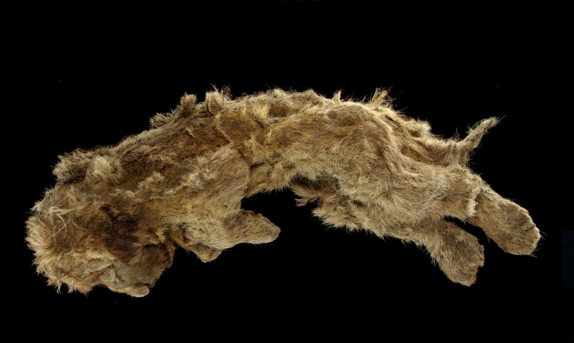Filhote de leão das cavernas incrivelmente bem-preservada que foi encontrada no subsolo congelado da Sibéria