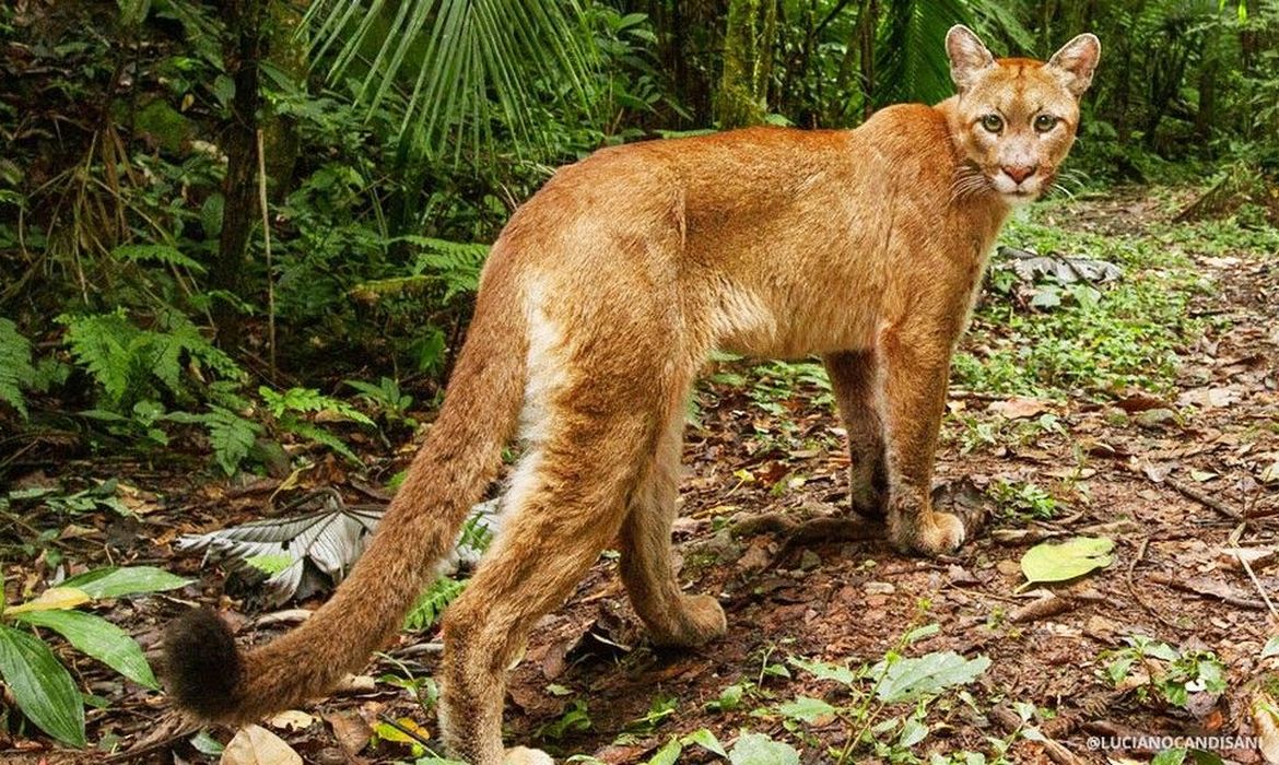 Brasil tiene especies de animales y plantas amenazadas | Agência Brasil Brasil tiene especies de animales y plantas amenazadas | Agência Brasil