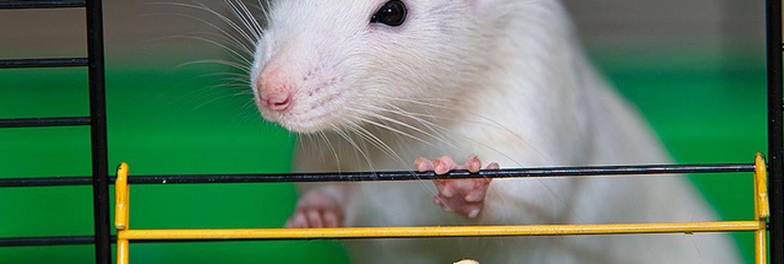 Pesquisadores descobriram que os ratos sonham com caminhos percorridos no labirinto