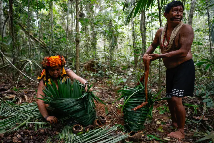 Fernando Frazão/Agência Brasil Brasnorte (MT), 09/04/2025 – Indígenas da aldeia Barranco Vermelho, Juarez e Gesilene Aikdapa coletam castanha-do-pará nas florestas da Terra Indígena Erikpatsa, do Povo Rikbaktsa. Foto: Fernando Frazão/Agência Brasil
