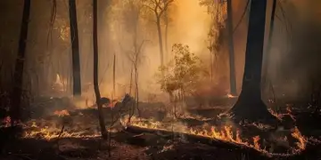 Queimadas: Amazônia foi região mais atingida pelo fogo neste ano