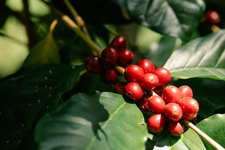 Inovação: sistema torna a produção de café de montanha mais sustentável