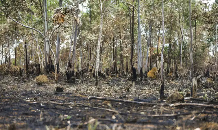 Alto Paraíso (GO) -  Queimadas em área de cerrado do município de Alto Paraíso . Foto: Marcelo Camargo/Agência Brasil