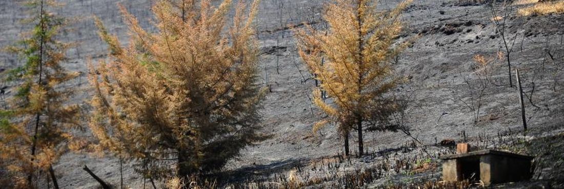 Incêndios florestais em Petrópolis, na Região Serrana, destroem 2,6 mil hectares em dez dias