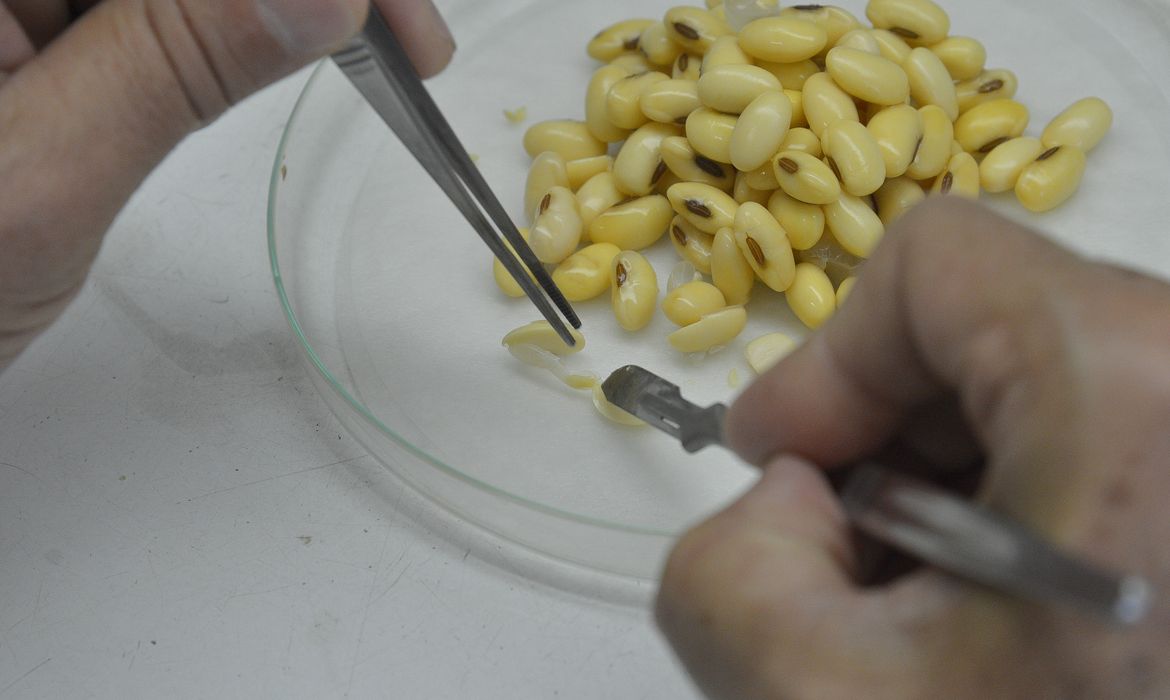 Na Embrapa Recursos Genéticos e Biotecnologia são desenvolvidos estudos em plantas de soja transgênica capazes de produzir o fator IX, uma proteína responsável pela coagulação do sangue (Wilson Dias/Agência Brasil)