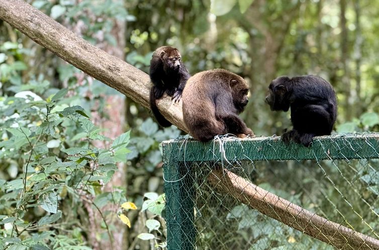 Mais sete macacos bugios são soltos no Parque Nacional da Tijuca, no Rio de Janeiro.  Foto: Parque Nacional da Tijuca