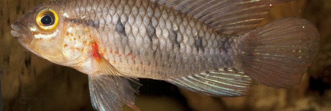 Esta nova espécie de peixe está adaptada a níveis extremamente baixos de oxigênio