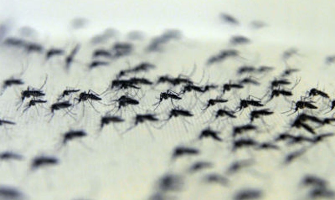 Brasil ya acumula más de 3 millones de casos de dengue en 2024