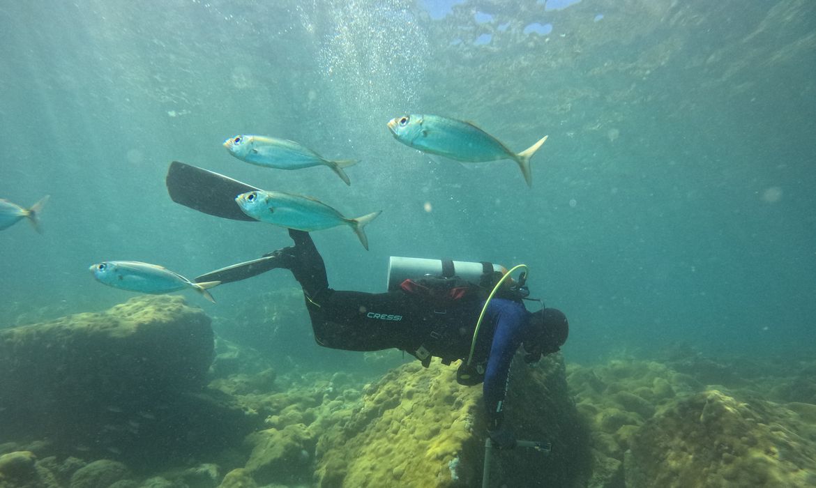 ONG busca ciência para orientar manejo sustentável de costões rochosos