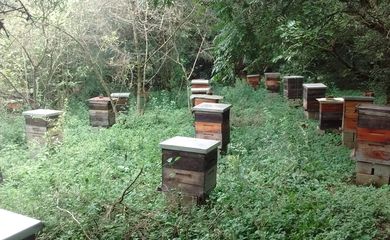 colmeia saudável,abelhas vivas e produzindo