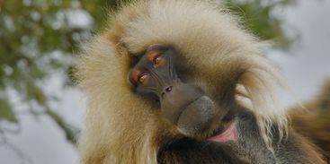 terra_dos_primatas_os_geladas_da_etiopia_06_credito_divulgacao_off_the_fence.jpg terra_dos_primatas_os_geladas_da_etiopia_06_credito_divulgacao_off_the_fence.jpg