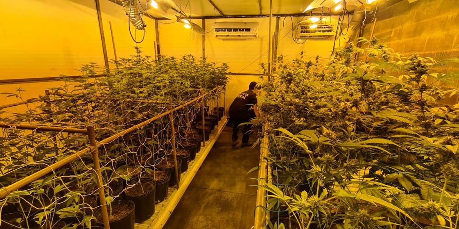 PF fecha estufa clandestina usada para cultivo de maconha, em Londrina