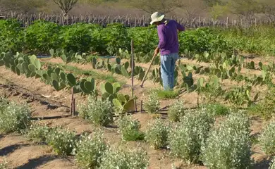 Estudo mostra ganhos necessários para vida digna em áreas do semiárido