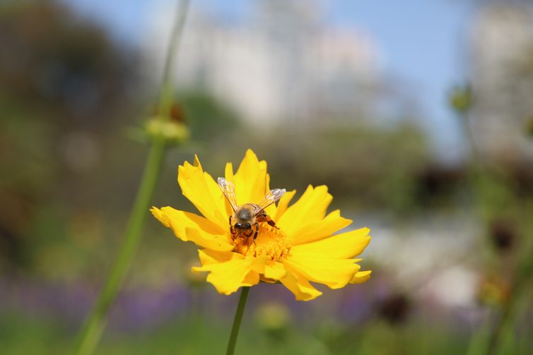 Abelha poliniza flor do Viveiro Manequinho Lopes no Parque do Ibirapuera.