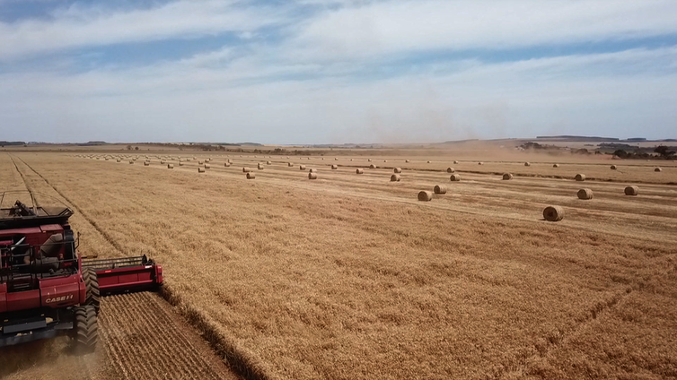 Programa acompanha trajeto do trigo do campo ao moinho