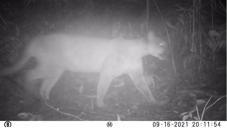 Onça-parda é vista em área onde era considerada extinta no Rio