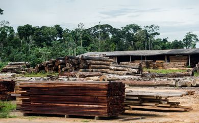 Colniza, MT, Brasil: Toras de madeira em pátio de serraria próximas ao município de Colniza, noroeste do Mato Grosso.  (Foto: Marcelo Camargo/Agência Brasil)