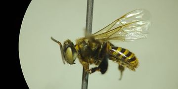 Dia mundial das abelhas: Viva Maria denuncia a morte dos polinizadores