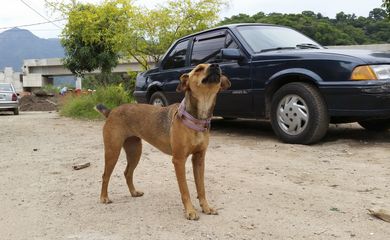 Rio de Janeiro - Cães não puderam ser levados para o Parque Carioca e permanecem na comunidade da Vila Autódromo sem dono (Akemi Nitahara/Agência Brasil)