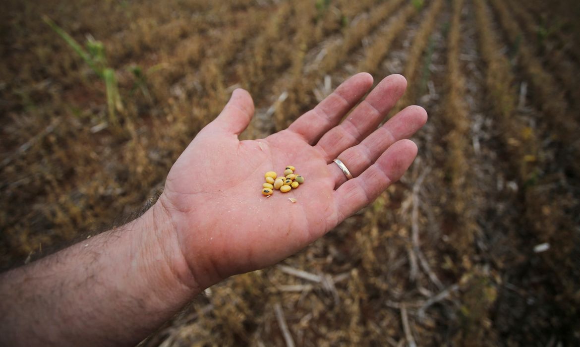 Arquivo/Seca afeta produção no Rio Grande do Sul